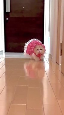 Bu video, koridorda yürüyen tüylü, açık renkli bir kediyi (muhtemelen İranlı ya da benzer bir cins) ve aynı kaputa sahip sevimli kırmızı ve beyaz gingham bir elbise giyerken gösteriyor.. 