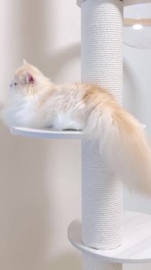 Videoda uzun saçlı, krem rengi bir kedi, muhtemelen bir İran kedisi ya da benzer bir cins, beyaz bir kedi ağacının platformunda rahatça uzanıyor. Kedinin kabarık kuyruk perdeleri zarif bir şekilde kenarda duruyor.. 