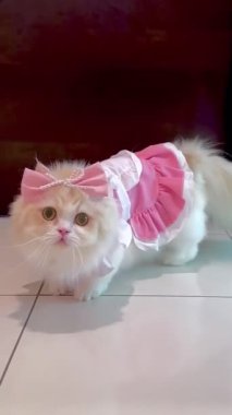 Videoda uzun saçlı, açık krem renkli, muhtemelen bir İranlı ya da benzer bir cins, pembe bukleli elbise ve pembe bir fiyonk giyiyor. Kedi, beyaz fayanslı bir zeminde koyu bir zemine karşı konumlandırılmış..