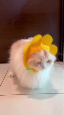 Video, sevimli bir ayçiçeği şeklinde şapka giyen tüylü, krem renkli bir kediyi (muhtemelen bir cüce veya benzer bir cins) gösteriyor. Kedi başlangıçta şapkayı çıkarmaya çalışır, sonra oturur ve kameraya bakar..