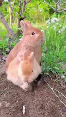 Bu video, çeşitli iç açıcı senaryolarda iki sevimli açık kahverengi tavşanı gösteriyor. Onlarla bazı çiçeklerin yanında başlıyor, sonra onları bir yol boyunca zıplarken, birlikte gün batımını izlerken gösteriyor, ve son olarak, çimenlerin üzerinde neşeyle yuvarlanırken.. 