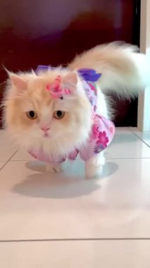 Bu video, yüzünde açık turuncu / krem lekeleri olan, küçük pembe ve mor bir kimono tarzı elbise giyen tüylü beyaz bir kediyi gösteriyor. Kedi beyaz fayanslı zeminde yürüyor..