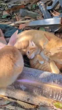 Bu video açık kahverengi bir tavşanın birbirine yakın yatan iki turuncu kedi, bir yetişkin ve bir kedi yavrusuna yaklaştığını gösteriyor. Dekor dışarıda, yerde, enkazın yanında.. 