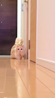 Bu video, tüylü, açık renkli, küçük bir taç takan bir kedi ve parlayan bir pelerin olarak paketlenmiş gibi görünen bir hediye gösteriyor. Kedi koridorda yavaşça yürüyor. Videonun cazibesi, kedinin sevimli görünüşü ve komik kostümü..