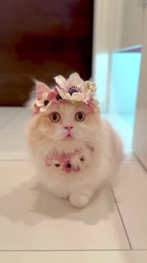 Bu video, çiçek tacı ve çiçek tasması takan tüylü, açık renkli bir kediyi gösteriyor. Kedi fayanslı bir zeminde oturuyor. Videonun cazibesi, kedinin sevimli görünüşü ve büyüleyici çiçek aksesuarları..