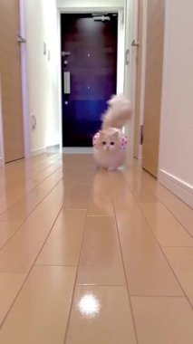 Bu video, kabarık, açık renkli uzun, gür kuyruklu bir kediyi koridorda yürürken gösteriyor. Kedi boynunda renkli benekli bir fiyonk takıyor. Videonun cazibesi, kedinin sevimli görünüşü ve büyüleyici aksesuarı..