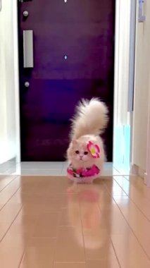 Bu video, kabarık, açık renkli uzun, gür kuyruklu bir kediyi koridorda yürürken gösteriyor. Kedi küçük pembe bir çiçek elbisesi ve kulağının arkasında pembe bir çiçek giyiyor. Videonun cazibesi, kedinin sevimli görünüşü ve yazlık kıyafetleri..