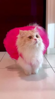 Bu video canlı pembe etek giyen tüylü, krem renkli bir kediyi gösteriyor. Kedinin ifadesi meraklı ve büyüleyici. Videonun çekiciliği, kedinin doğasında var olan sevimliliği ve çarpıcı kontrastı..