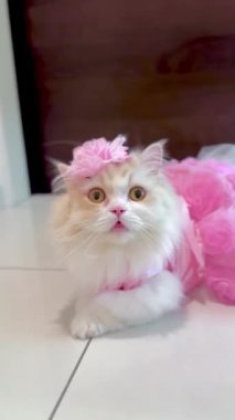 Bu video, pembe bir elbise ve kafasında küçük pembe bir çiçek olan tüylü, krem renkli bir kediyi gösteriyor. Kedinin ifadesi meraklı ve sevimli. Videonun cazibesi, kedinin doğasında var olan şirinlik ve büyüleyici kıyafet..