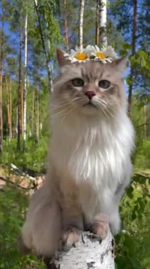 Bu video uzun saçlı bir kediyi gösteriyor, muhtemelen Sibiryalı ya da benzer bir cins, orman ortamında bir ağaç kütüğünün üzerinde otururken papatya tacı takıyor. Videonun cazibesi kedinin dingin ifadesinden ve tuhaf çiçek tacından geliyor..