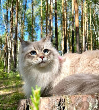 Bu görüntü tüylü, açık renkli bir kedi gösteriyor. Sibirya kedisi ya da mavi gözlü benzer bir cins. Kedi güneşli bir ormanda bir ağaç kütüğünün üzerinde dinleniyor. Görüntünün cazibesi kedinin güzelliği, tüylü kürkü ve huzurlu doğal ortamıdır.. 