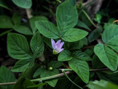 Cleome Rutidosperma bitkisinin mor çiçekleri yeşil arka planda güzel görünüyor.