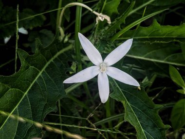 Hipobroma longiflora (L) G.Don çiçekleri yeşil yapraklardan oluşan bir arka planda beyazdır.