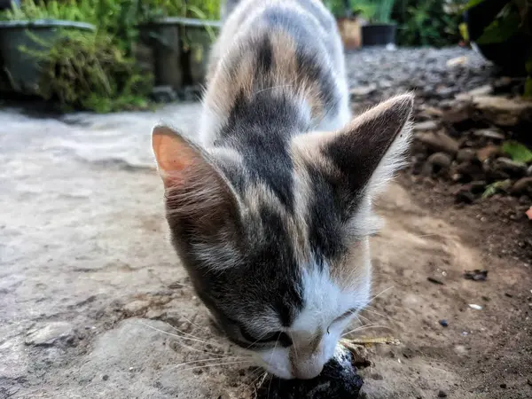 Bir sokak kedisinin yemek yediği fotoğraf.