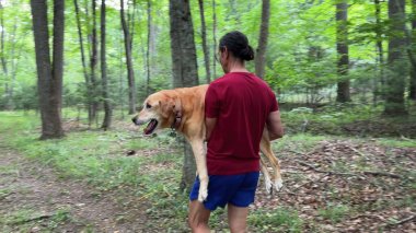 Rear view of mature man carrying injured labrador retriever dog through a forest. clipart