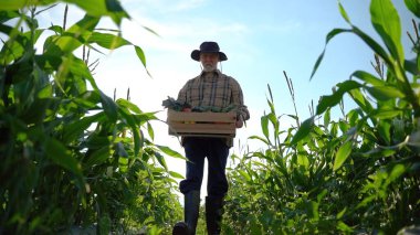 Bir kutu organik sebze taşıyan çiftçinin geniş açılı görüntüsü güneş ışığı tarlalarındaki tarla mahsulleri bahçesindeki organik portreye bakıyor.