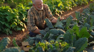 Çiftçi gün batımında taze sebze toplayıp lahana kesiyor..