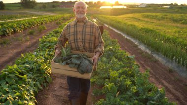 Backlit portrait of senior caucasian good looking wise man farmer looking at the side, turning face to the camera in a field.