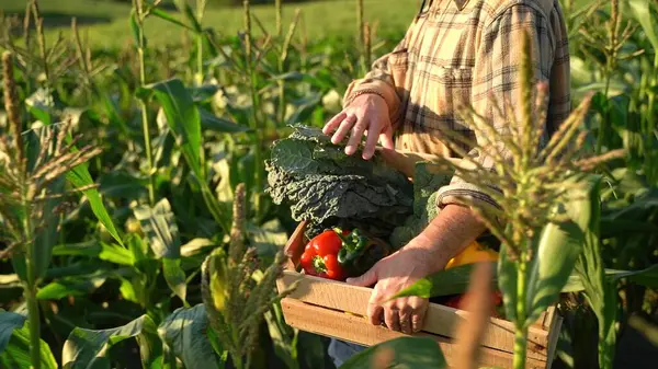 Hands worker carrying crate of freshly picked vegetables. Harvesting in the field, organic products