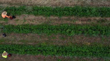 Hasır şapkalı adamların tarlada el ele çilek toplarken soldaki kamera kuklalarının görüntüsü..