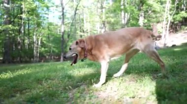 Kıdemli Altın Labrador Retriever köpeği çimenlerin arasında topallayarak yürüyor, sağ bacağında osteosarkom belirtileri gösteriyor..