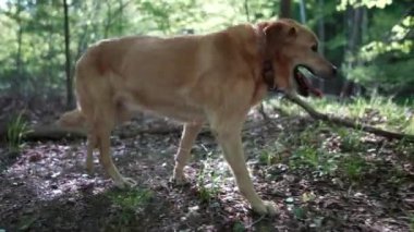 Golden Labrador Retriever köpek topallaması yakın profil yaralı bacağı gösteriyor, kalça dissplayisi, yırtık akl veya osteosarkom belirtileri var..