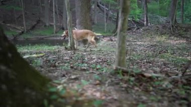 Kıdemli Altın Labrador Retriever köpeği akan bir dereye doğru yürüyor ve topallıyor..