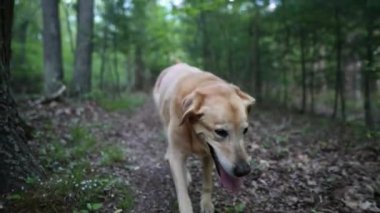 Kıdemli Altın Labrador Retriever köpeğinin akarsu deresinin yanındaki orman yolunda yürürken ve topallarken yakın plan görüntüsü.