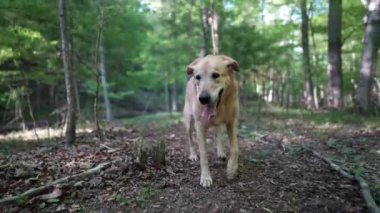 Kıdemli Altın Labrador Retriever köpeğinin akarsu deresinin yanındaki orman yolunda yürürken ve topallarken yakın plan görüntüsü.