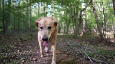 Yaşlı Altın Labrador Retriever köpeği orman yolunda yürüyor ve topallıyor..