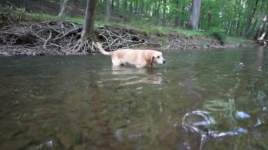 Büyük Altın Labrador Retriever köpeği bir orman yolunda derede yüzüyor..