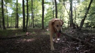 Yaşlı Altın Labrador Retriever köpeği yavaşça ormana doğru yürüyor ve topallıyor..