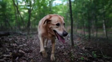 Kıdemli Altın Labrador Retriever köpeğinin akarsu deresinin yanındaki orman yolunda yürürken ve topallarken yakın plan görüntüsü.