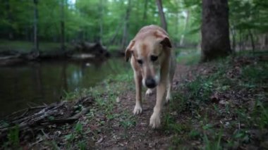 Altın Labrador 'un önde gelen köpeği akarsu deresinin yanındaki orman yolunda yürüyor ve topallıyor..