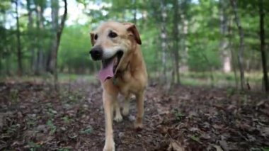 Kıdemli Altın Labrador Retriever köpeğinin akarsu deresinin yanındaki orman yolunda yürürken ve topallarken yakın plan görüntüsü.
