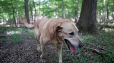 Yaşlı Altın Labrador Retriever köpeği orman yolunda yürüyor ve topallıyor..