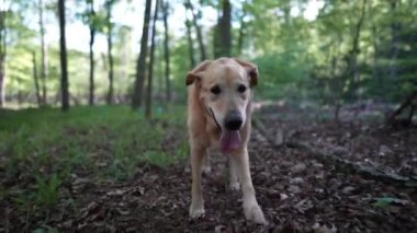Yaşlı Altın Labrador Retriever köpeği orman yolunda yürüyor ve topallıyor..