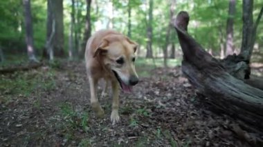 Kıdemli Altın Labrador Retriever köpeğinin akarsu deresinin yanındaki orman yolunda yürürken ve topallarken yakın plan görüntüsü.