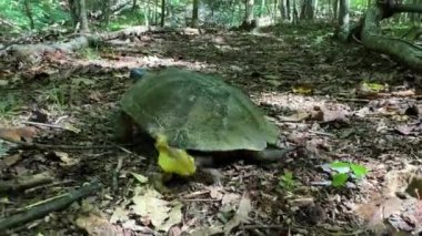 Nesli tükenmekte olan bir ağaç kaplumbağasının arka tarafı. Batı Virginia ormanlarında bulunan Glyptemy 'ler..