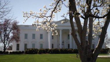 Kiraz çiçekleri Beyaz Saray 'ın dış yüzeyini çerçeveleyerek ilkbaharda ihtişamını sergiliyor. Parlak çiçekler beyaz cephe ve açık gökyüzü ile tezat oluşturur..
