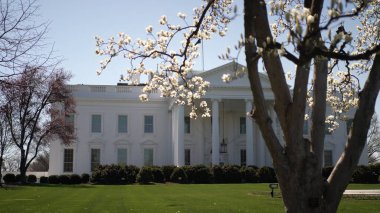 Çiçekler Beyaz Saray 'ı çerçeveletip Washington DC' de baharın güzelliğini gözler önüne seriyor. Federal bina açık mavi gökyüzüne karşı zarif bir şekilde duruyor..