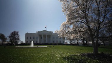 Beyaz Saray belirgin bir şekilde çiçek açan kiraz çiçekleri ve açık mavi gökyüzü ile Washington DC 'nin kalbinde baharın güzelliğini gözler önüne seriyor..