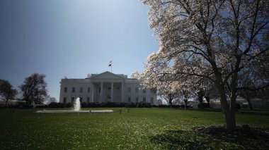 The White House stands prominently with blooming cherry blossoms and a clear blue sky, showcasing the beauty of spring in the heart of Washington DC.