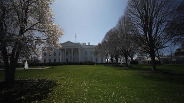 Beyaz Saray 'ı çevreleyen ağaçlar, Washington DC' de bahar aylarında parlak mavi gökyüzüne karşı ikonik yapıyı vurguluyor..