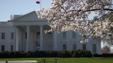 Beyaz Saray Washington DC 'de güneşli bir bahar gününde arka planda ihtişamlı bir şekilde dururken ön planda kiraz çiçekleri açıyor..