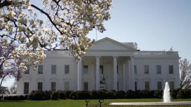 Güneş ışığı Washington DC 'deki tarihi binanın güzelliğini artırırken, kiraz çiçekleri Beyaz Saray' ı çerçeveletiyor..