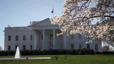 Beyaz Saray, Washington DC 'de açık bir günde baharın güzelliğini gözler önüne sererken, önplanda kiraz çiçekleri açıyor..