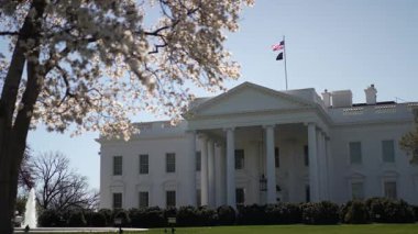 Narin çiçekler Beyaz Saray 'ı çerçeveletip Washington DC' de parlak bir bahar gününde yeşilliklerle çevrili tarihi federal binayı sergiliyor..