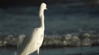 Nikaragua 'daki Granada Gölü' nün sığ sularında zarif bir balıkçıl duruyor. Akşamüstü vakti, tropik bir manzaranın güzelliğiyle çevrili..
