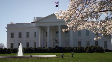 Washington DC 'de bahar geldiğinde Beyaz Saray' da kiraz çiçekleri çerçeveleniyor ve açık mavi gökyüzünün altındaki federal hükümet binasının güzelliğini vurguluyor..